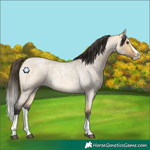 Horse Color:Buckskin Roan Dun Splash 