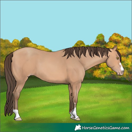 Horse Color:Amber Champagne 