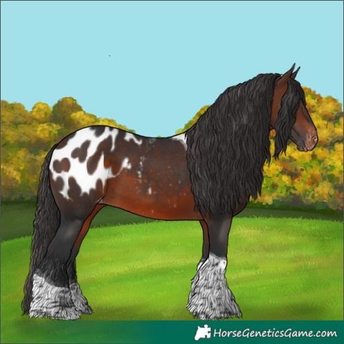 Horse Color:Brown Tobiano Appaloosa