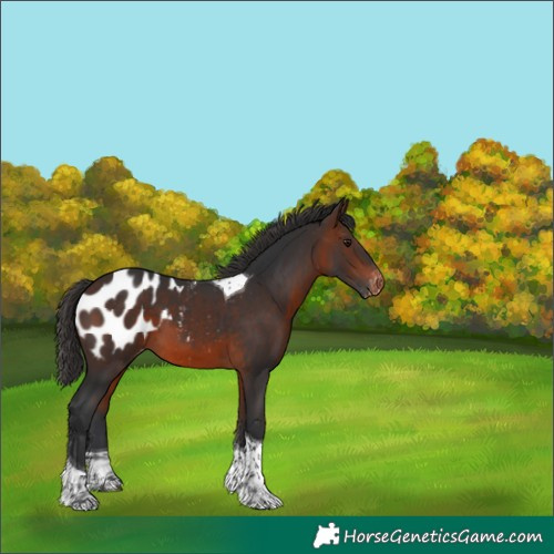 Horse Color:Brown Tobiano Appaloosa 