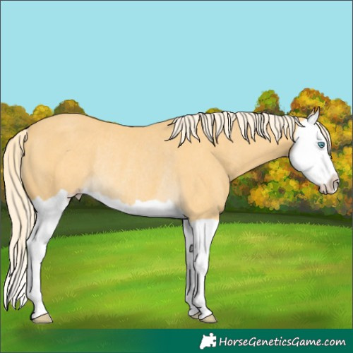 Horse Color:Gold Cream Champagne Splash Rabicano