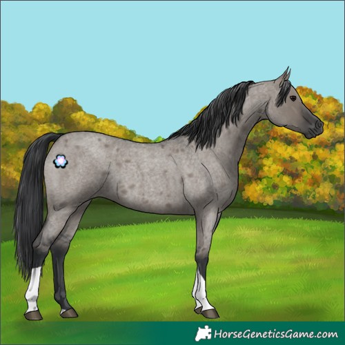 Horse Color:Grullo Roan Tobiano