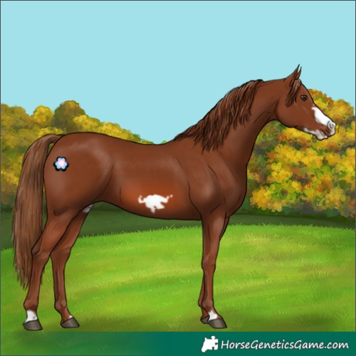 Horse Color:Chestnut Frame