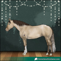 Horse Color:Gray Buckskin Pearl Dun Tobiano Appaloosa