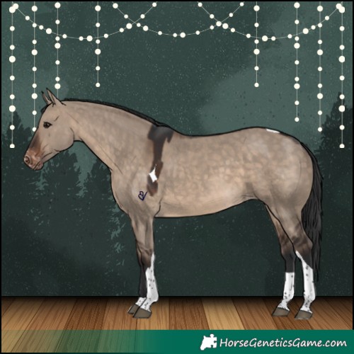 Horse Color:Brown Dun Tobiano Skewed Appaloosa 