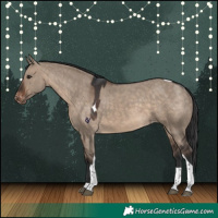 Horse Color:Brown Dun Tobiano Skewed Appaloosa