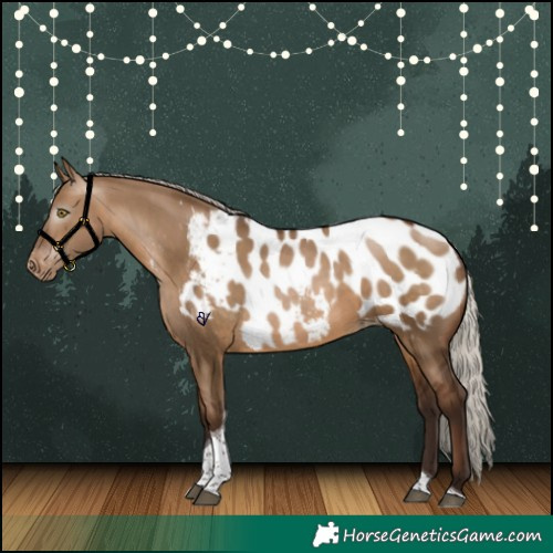 Horse Color:Gray Silver Bay Pearl Dun Tobiano Appaloosa