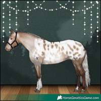 Horse Color:Gray Silver Bay Pearl Dun Tobiano Appaloosa