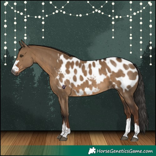 Horse Color:Gray Liver Red Dun Appaloosa 
