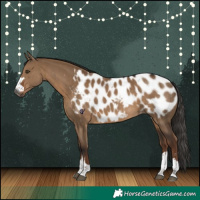 Horse Color:Gray Liver Red Dun Near Leopard