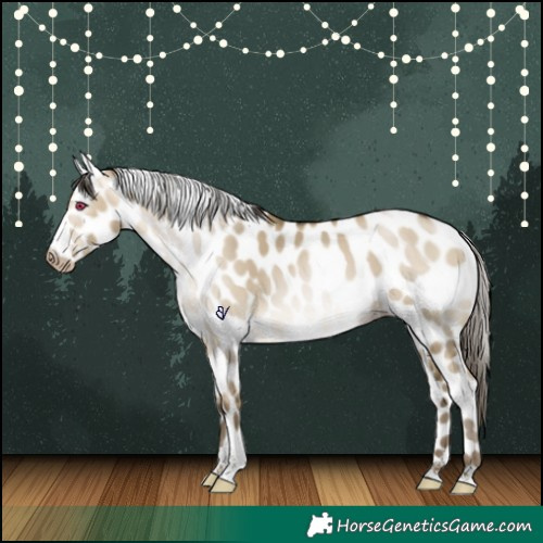Horse Color:Gray Buckskin Pearl Dun Tobiano Skewed Appaloosa 