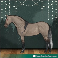 Horse Color:Brown Dun Skewed Appaloosa 