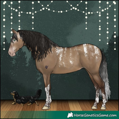 Horse Color:Powder White Gray Sable Champagne Dun Tobiano Appaloosa Rabicano 