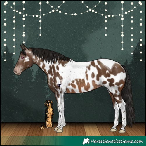 Horse Color:Gray Sable Champagne Tobiano Appaloosa Rabicano 