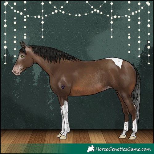 Horse Color:Gray Sable Champagne Tobiano Skewed Appaloosa Rabicano 