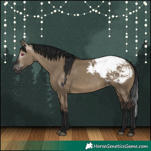 Horse Color:Gray Bay Dun Appaloosa