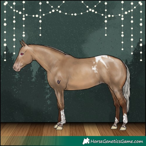 Horse Color:Gray Silver Amber Champagne Dun Tobiano Appaloosa Rabicano