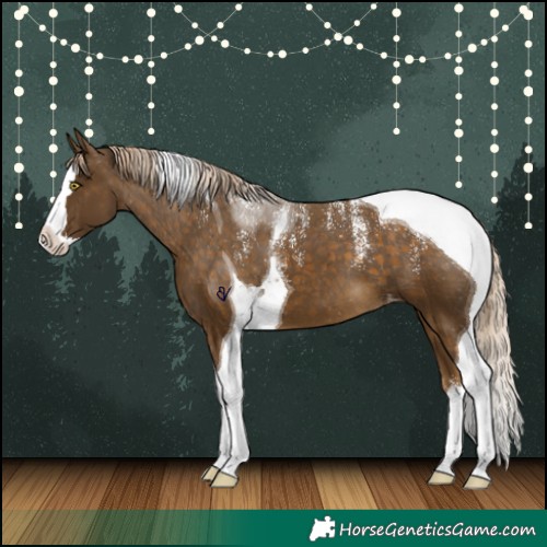 Horse Color:Powder White Chocolate Palomino Mushroom Splash Tobiano Skewed Appaloosa