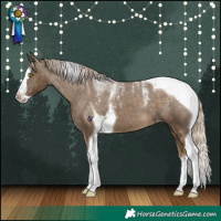 Horse Color:Powder White Chocolate Palomino Mushroom Splash Tobiano Skewed Appaloosa