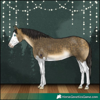 Horse Color:Buckskin Dun Splash
