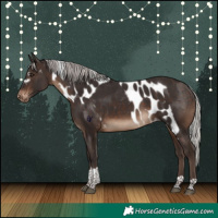 Horse Color:Silver Brown Tobiano Skewed Appaloosa Rabicano
