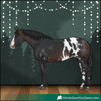 Horse Color:Bay Splash Skewed Appaloosa 