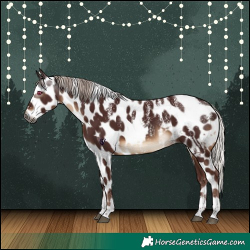 Horse Color:Powder White Gray Chocolate Silver Bay Skewed Appaloosa Rabicano 