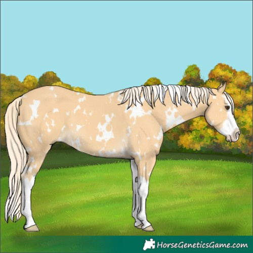 Horse Color:White Spotted Palomino Splash