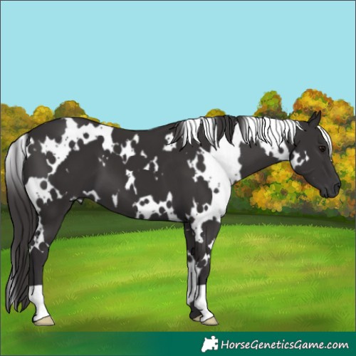Horse Color:White Spotted Smoky Black 