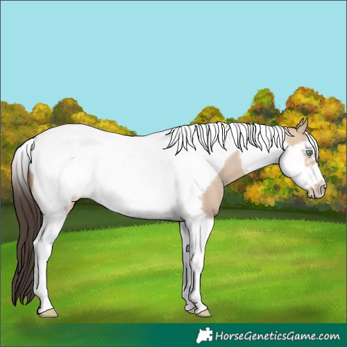 Horse Color:Amber Champagne Dun Tobiano Frame
