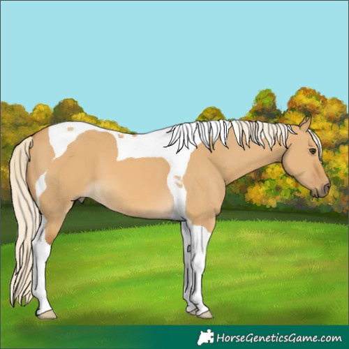 Horse Color:Palomino Dun Tobiano