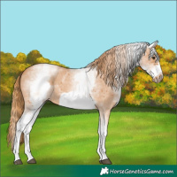 Horse Color:White Spotted Chestnut Sabino Frame 