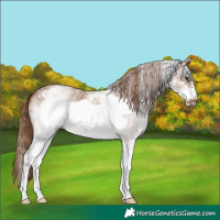 Horse Color:White Spotted Chestnut Sabino Frame