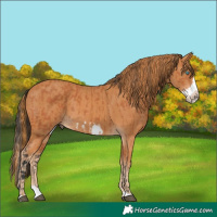 Horse Color:Bay Splash Frame  and Chestnut Splash Frame 