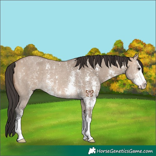 Horse Color:Bay Dun Sabino Rabicano 