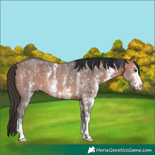 Horse Color:Bay Sabino Rabicano 