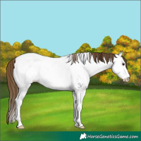 Horse Color:Buckskin Dun Sabino Tobiano Fewspot