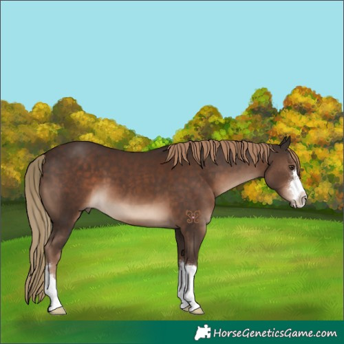 Horse Color:Liver Chestnut 