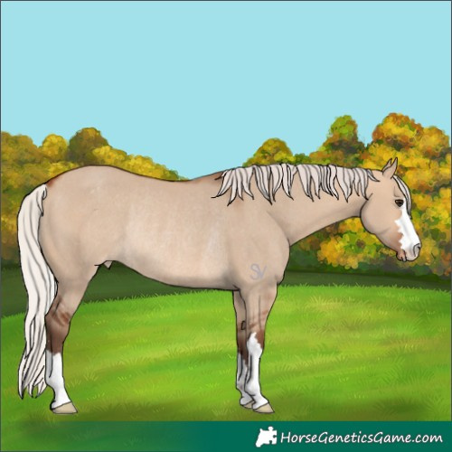 Horse Color:Silver Bay Dun Appaloosa Rabicano 