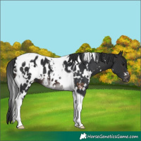 Horse Color:White Spotted Brown Tobiano Appaloosa 