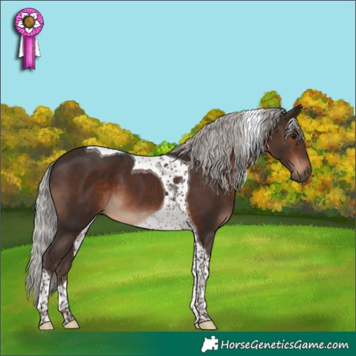 Horse Color:Silver Brown Tobiano 