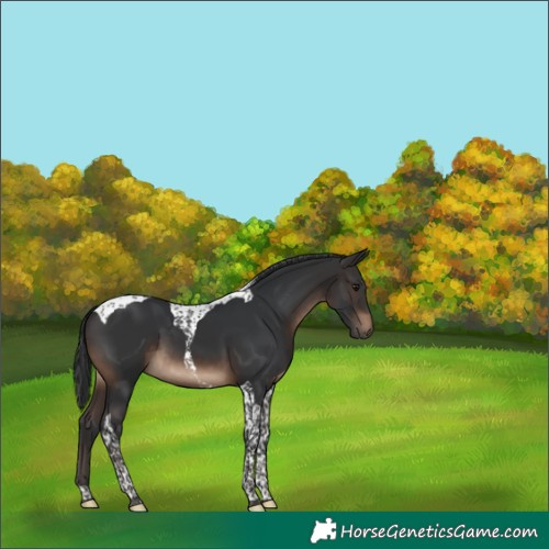 Horse Color:Brown Tobiano 
