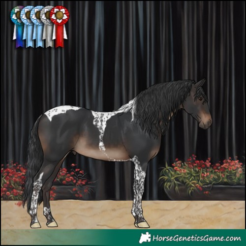 Horse Color:Brown Tobiano 