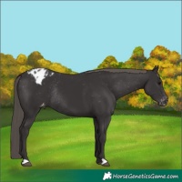 Horse Color:Smoky Black Appaloosa Rabicano 