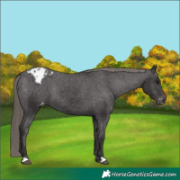 Horse Color:Smoky Black Appaloosa Rabicano 
