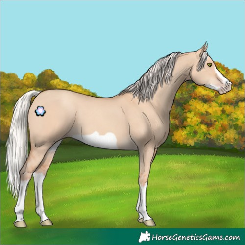 Horse Color:Silver Classic Champagne Dun Splash Frame 