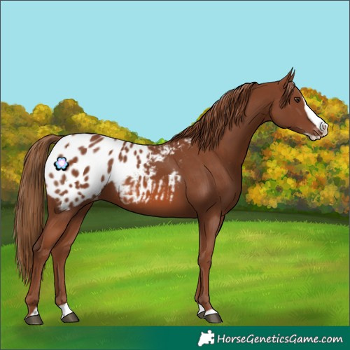 Horse Color:Chestnut Splash Appaloosa