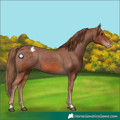 Horse Color:Chestnut Varnish