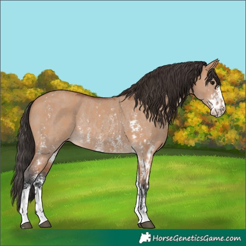 Horse Color:Bay Dun Sabino Rabicano  and Bay Dun Sabino Rabicano 