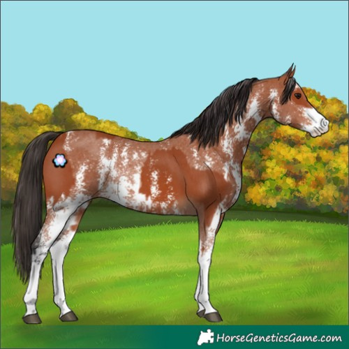 Horse Color:Bay Sabino Rabicano  and Bay Sabino Rabicano 